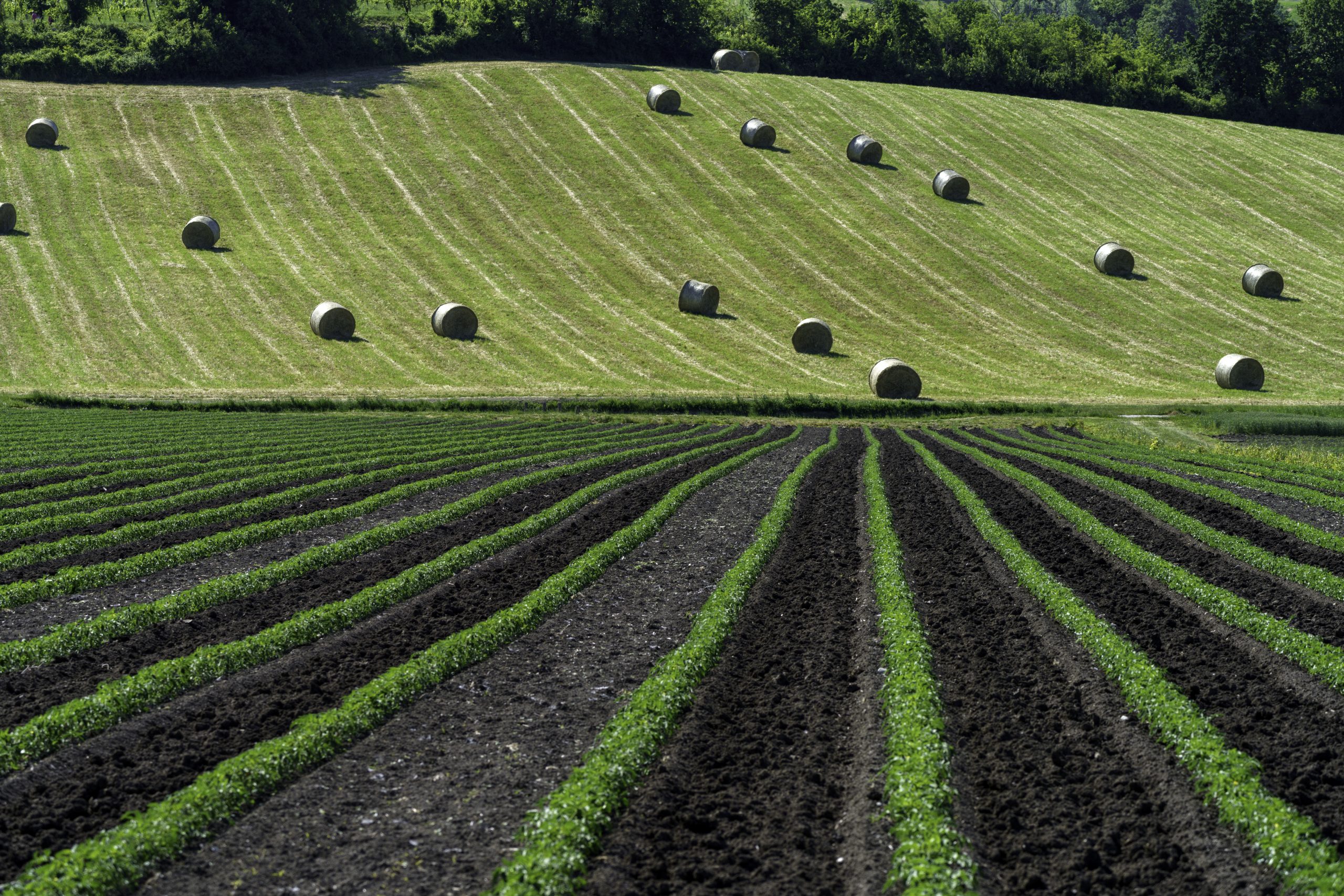 Agriculture et intelligence artificielle